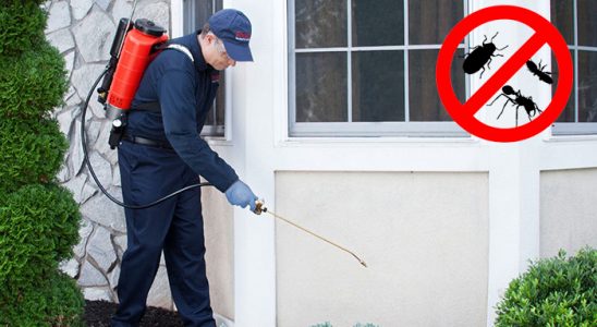 Dedebaşı Karınca İlaçlama böcek ilaçlama ve haşere kontrolü — ilaclama-tr.com
